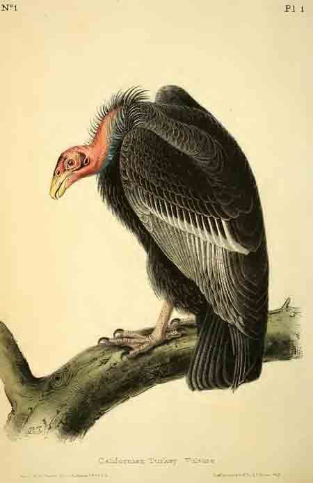 AudubonCondor