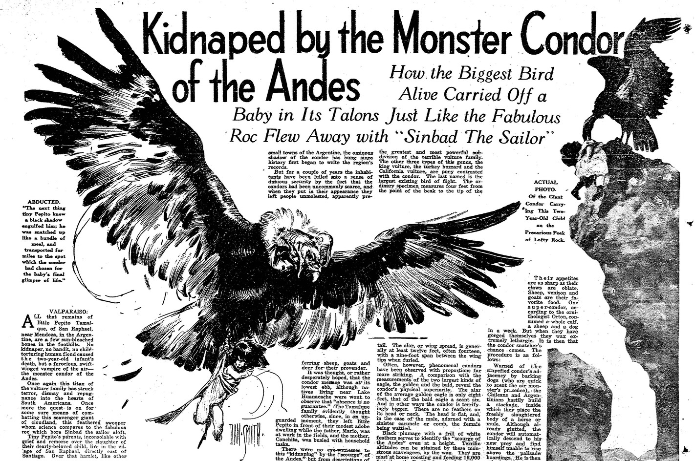 People See Condors | CALIFORNIA CONDOR: PAST, PRESENT, FUTURE