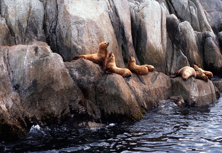 SeaLions