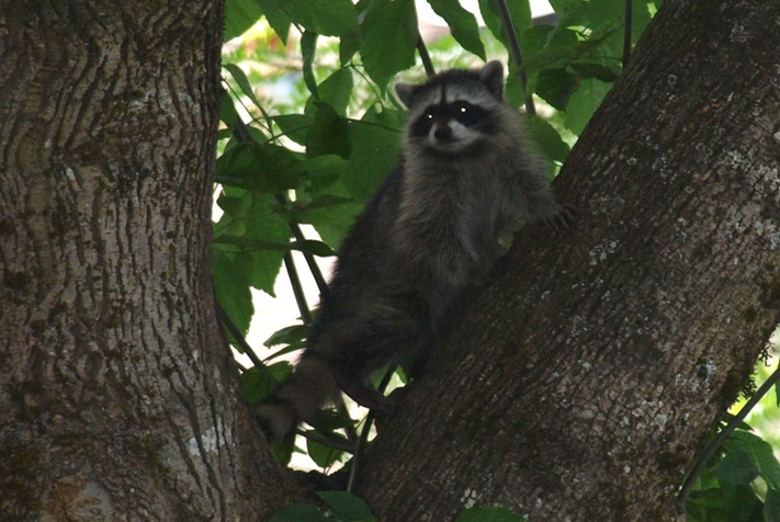 Raccoon2