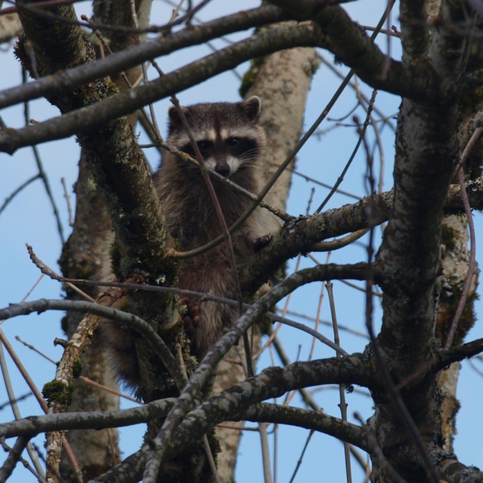 Raccoon